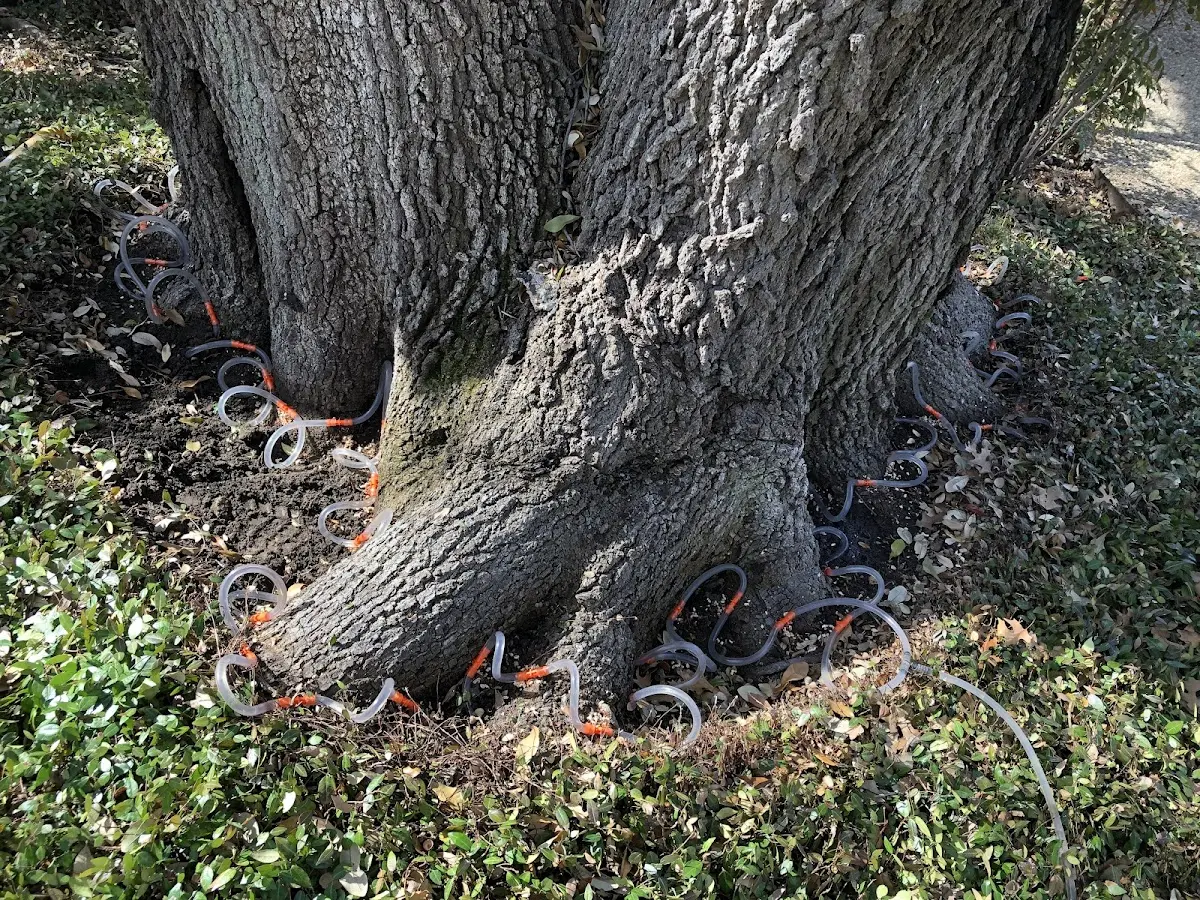 Detailed Tree Cabling and Bracing job site in Donalsonville