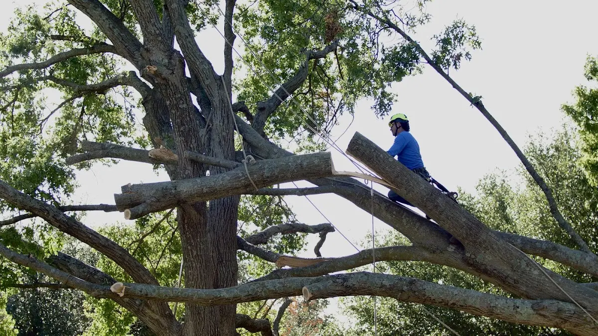 Professional Crown Thinning performed by certified arborists in Donalsonville