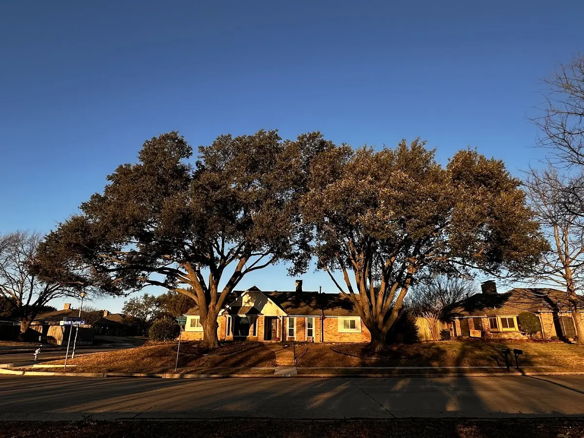 Established residential canopy tree shading a home in Donalsonville